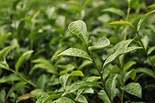 3:15PM - Jasmine Green Tea | Loose Jasmine Tea | Original No Sugar Jasmine Green Tea | Premium Green Tea Loose Leaf Pack | Taiwan Special Traditional Green Tea | Jasmine Scented Diet Green Tea | 120g